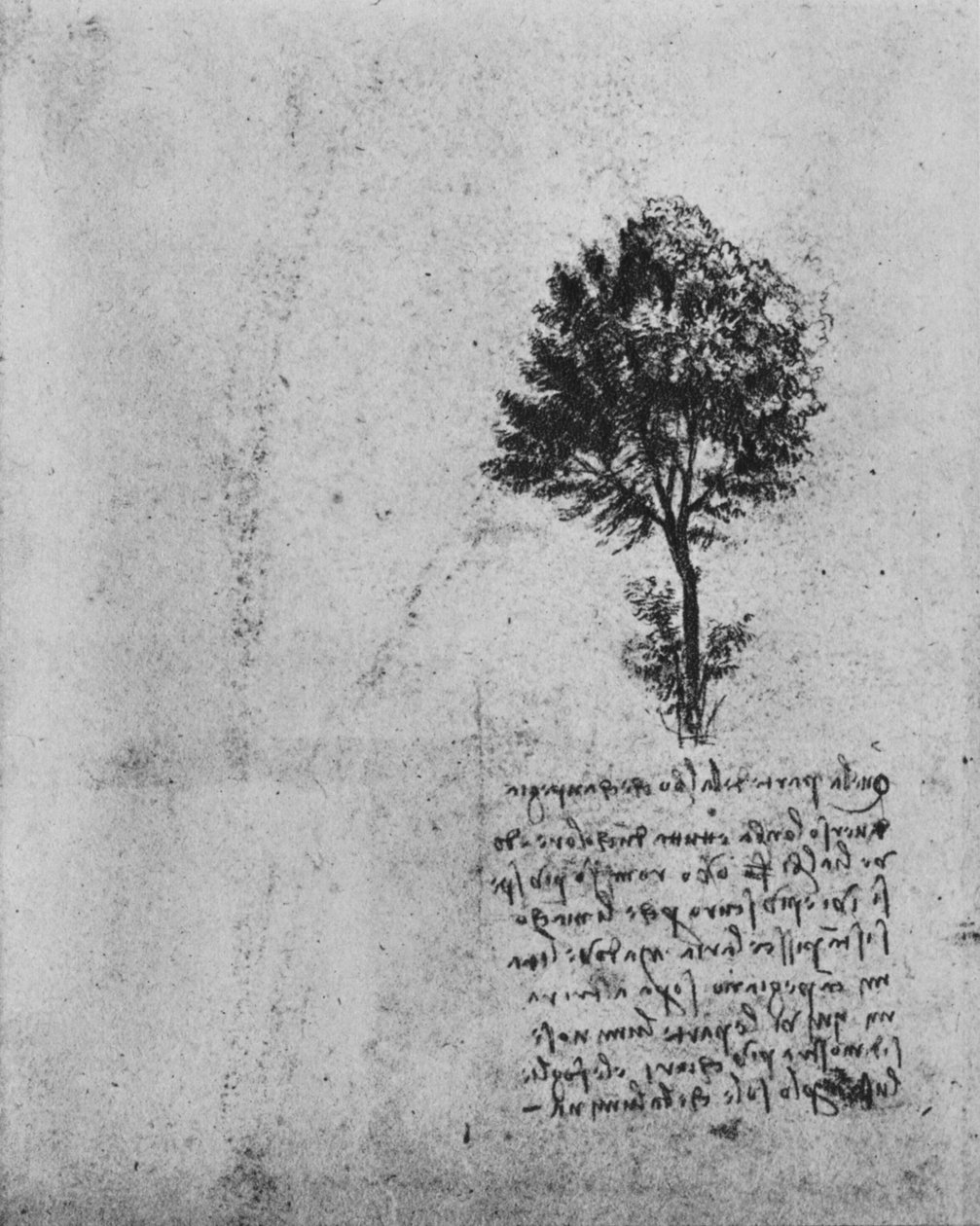 Studium drzewa, ok. 1480 1945 autorstwa Leonardo da Vinci