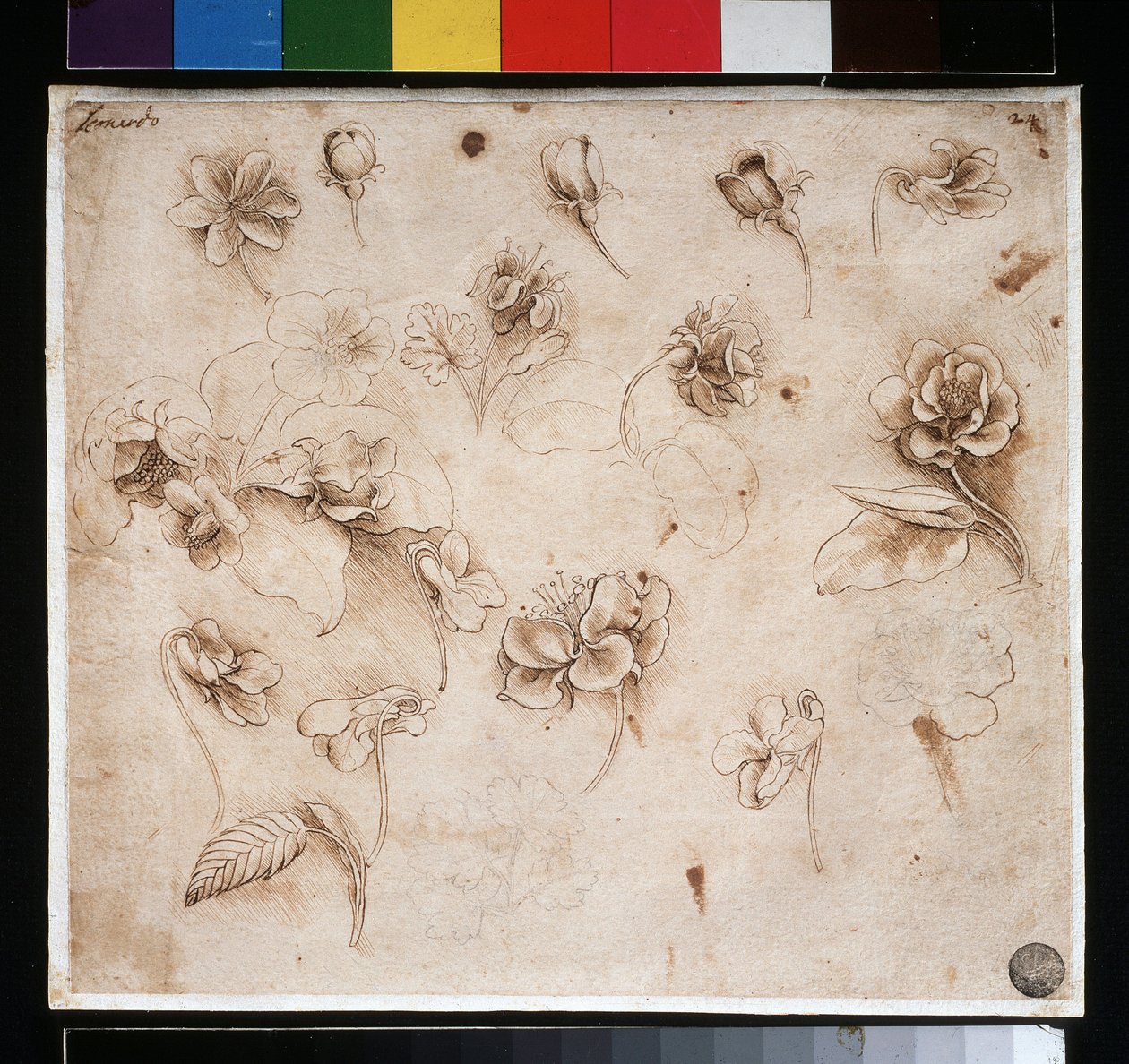 Studium kwiatów - tusz na papierze, ok. 1900 r. 1483 autorstwa Leonardo da Vinci