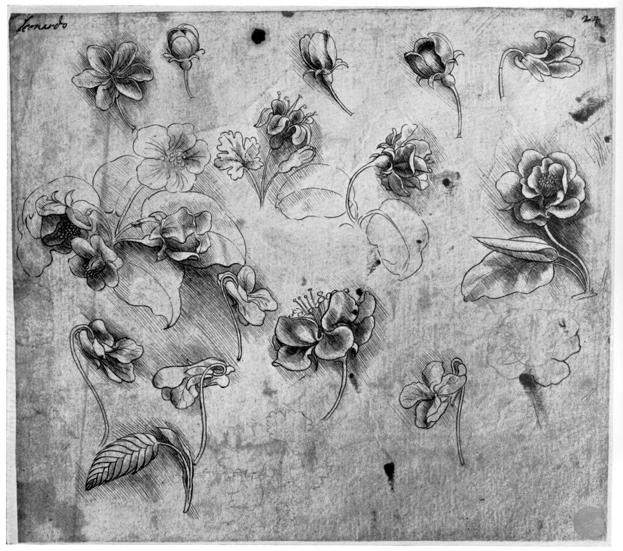 Studium kwiatów, ok. 1481-1483 1954. autorstwa Leonardo da Vinci