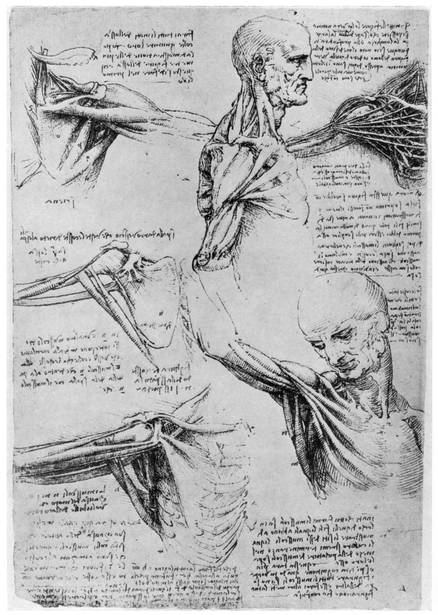 Badanie stawów barkowych, 1510-1511 1954 autorstwa Leonardo da Vinci