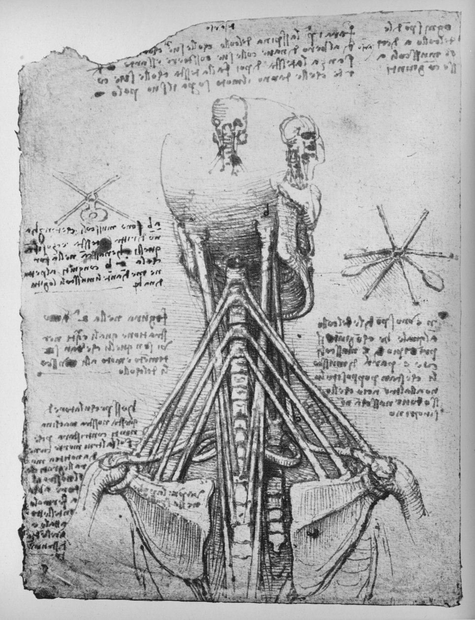 Studium szkieletu z tyłu, ukazujące ścięgna szyi, c1480 1945 autorstwa Leonardo da Vinci