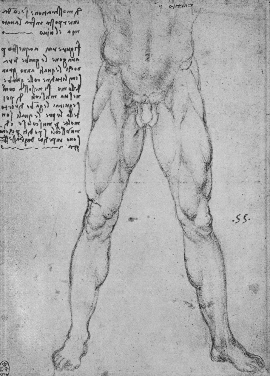 Studium dolnej połowy nagiego mężczyzny zwróconego do przodu, ok. 1480 1945 r autorstwa Leonardo da Vinci