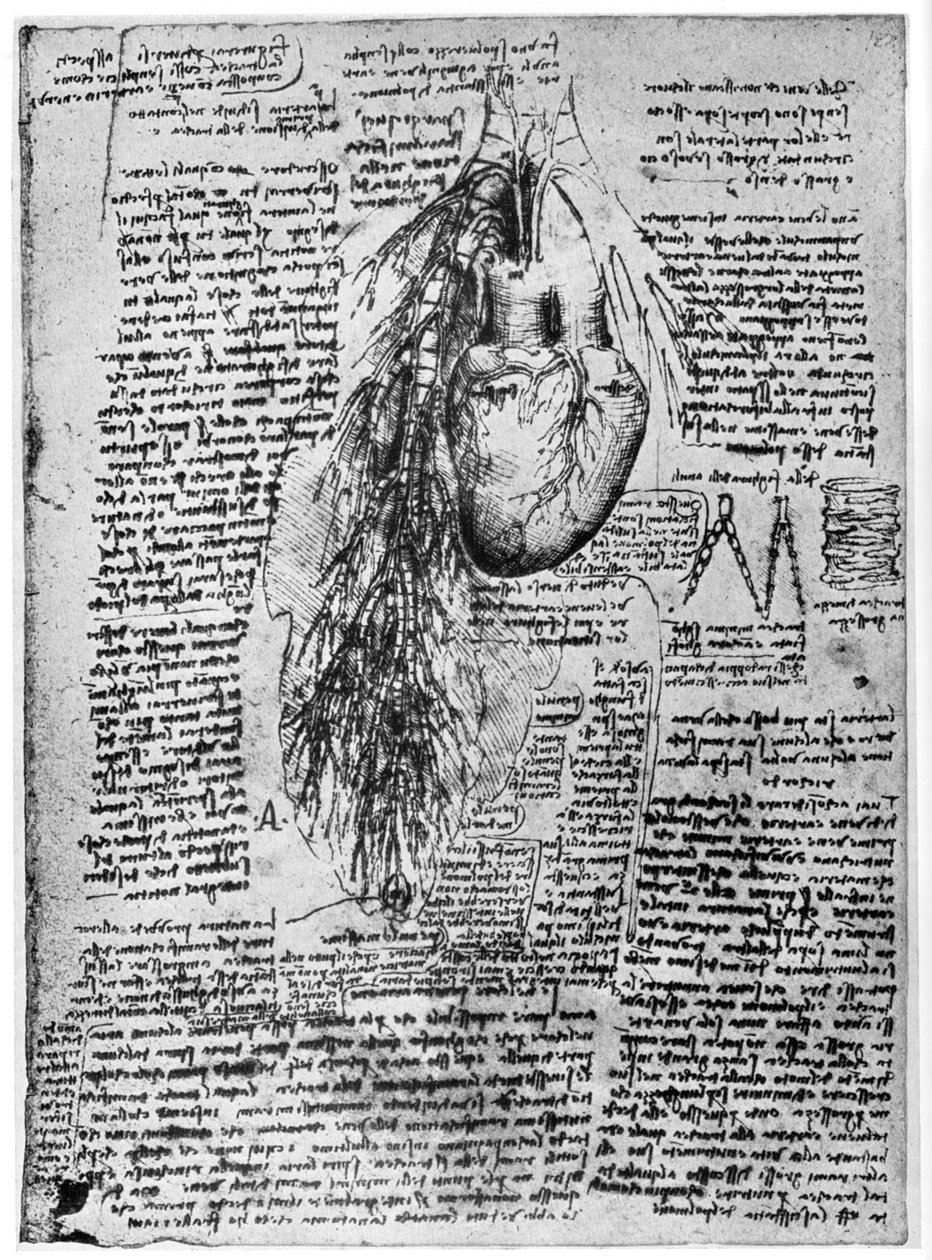 Badanie serca i tętnic oskrzelowych, koniec XV lub początek XVI wieku 1954 autorstwa Leonardo da Vinci