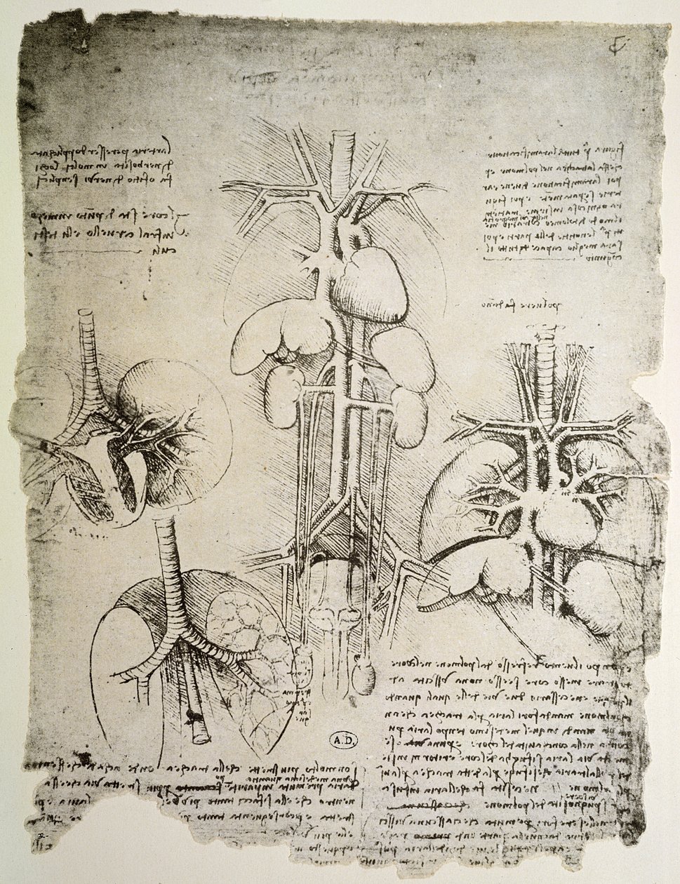 The Heart and the Circulation, faksymile książki Windsor (pióro i atrament na papierze) autorstwa Leonardo da Vinci