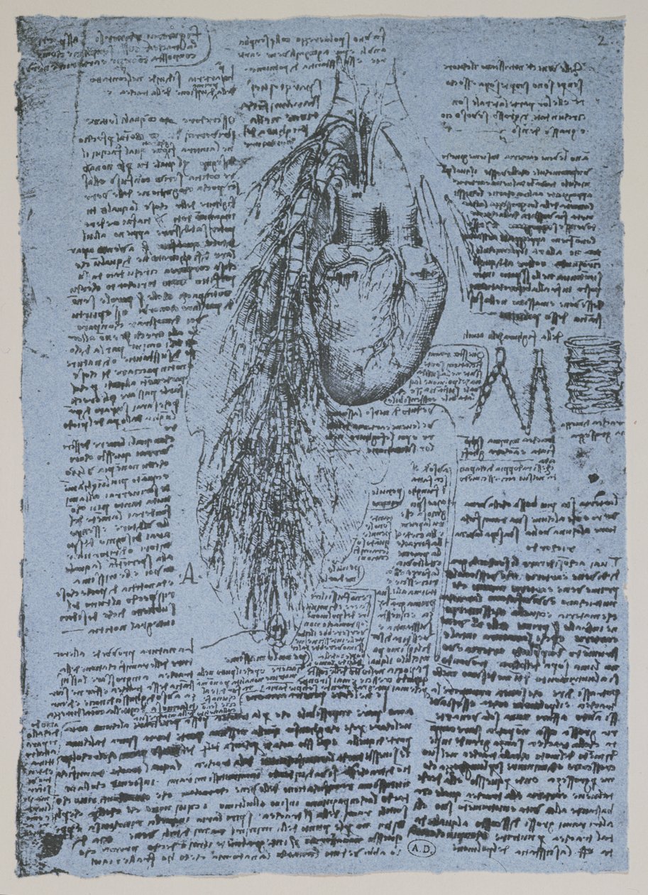 Serce i tętnice oskrzelowe, faksymile książki Windsora (pióro i tusz na papierze) autorstwa Leonardo da Vinci