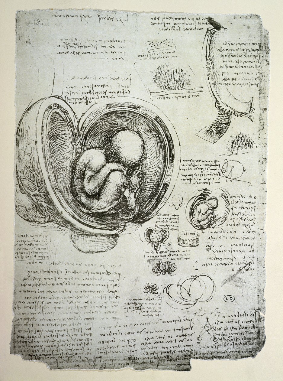 Płód ludzki w łonie matki, kopia faksymile autorstwa Leonardo da Vinci