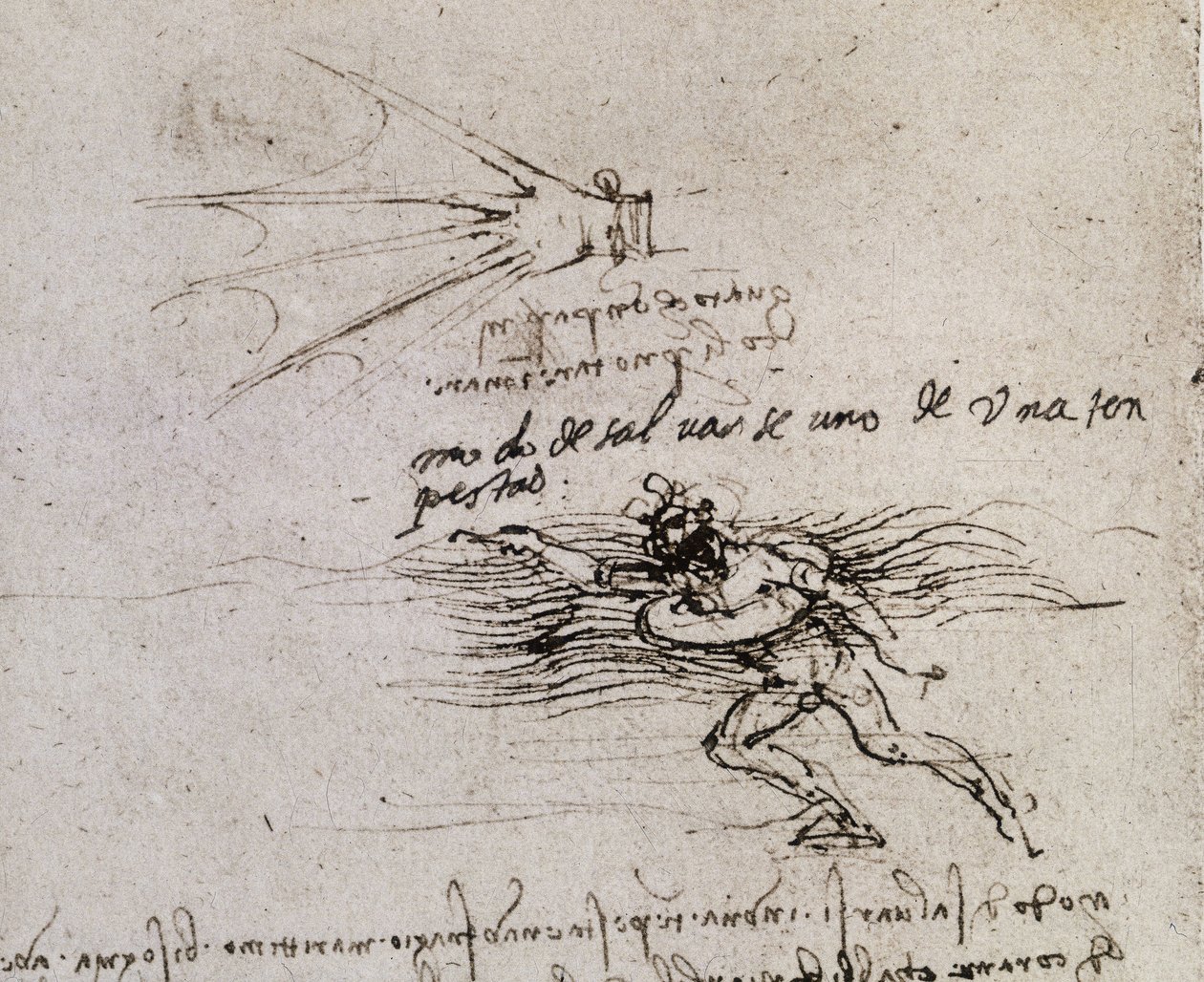 Palma i boja, Codex Atlantic autorstwa Leonardo da Vinci