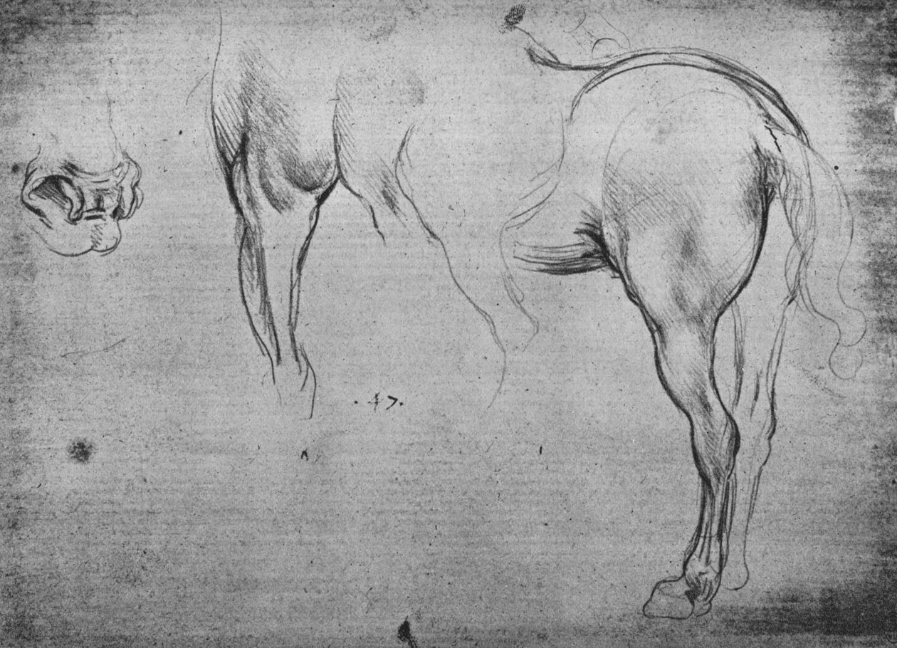 Trzy szkice ćwiartki tylnej konia i jednego z jego nozdrzy, ok. 1480 1945 r autorstwa Leonardo da Vinci