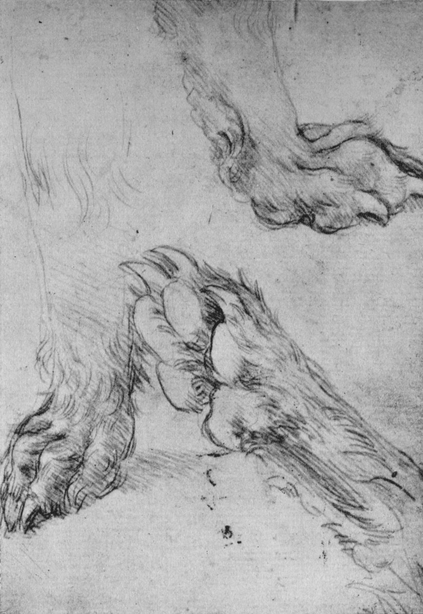 Trzy studia łap psa lub wilka, ok. 1480 1945 r autorstwa Leonardo da Vinci