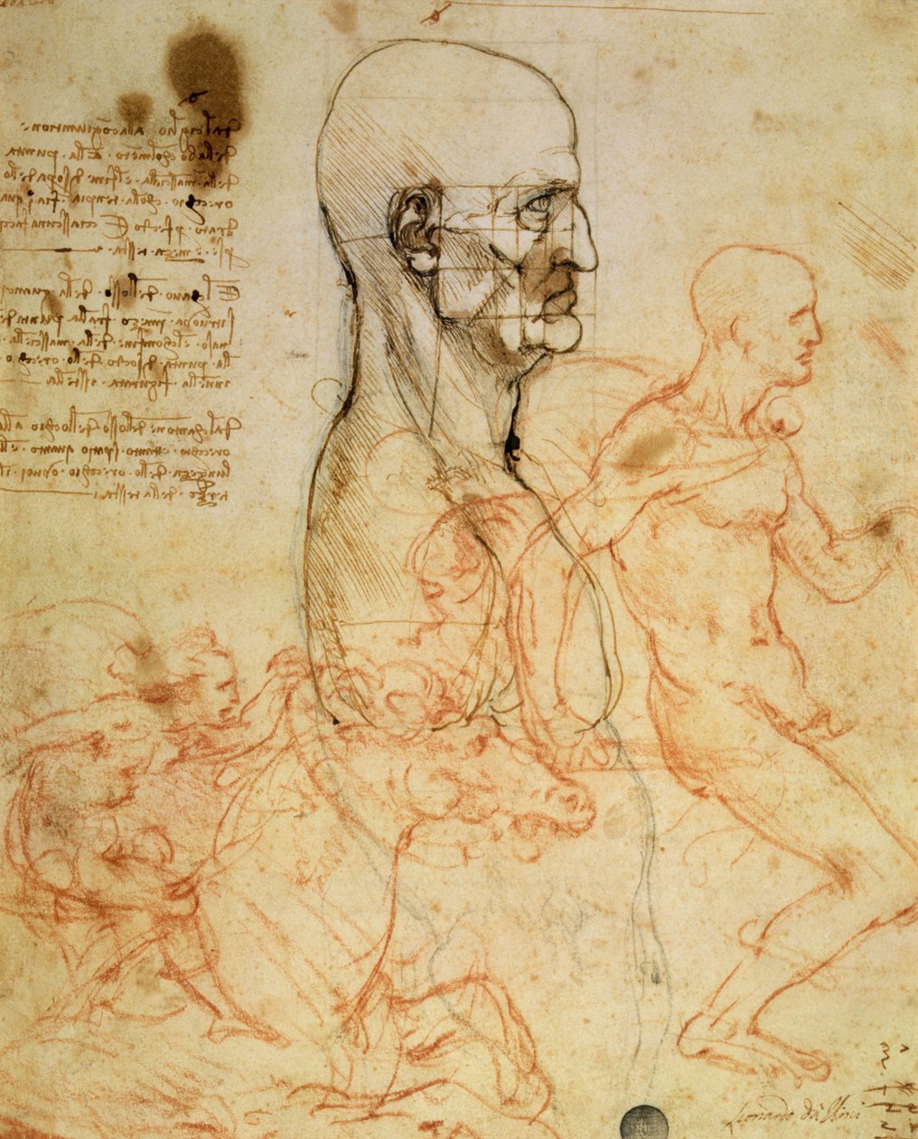 Tułów mężczyzny z profilu, głowa do kwadratu dla proporcji i szkice dwóch jeźdźców, ok. 1490 i ok. 1504 (pióro i atrament i czerwona kreda na metalowym punkcie na papierze autorstwa Leonardo da Vinci