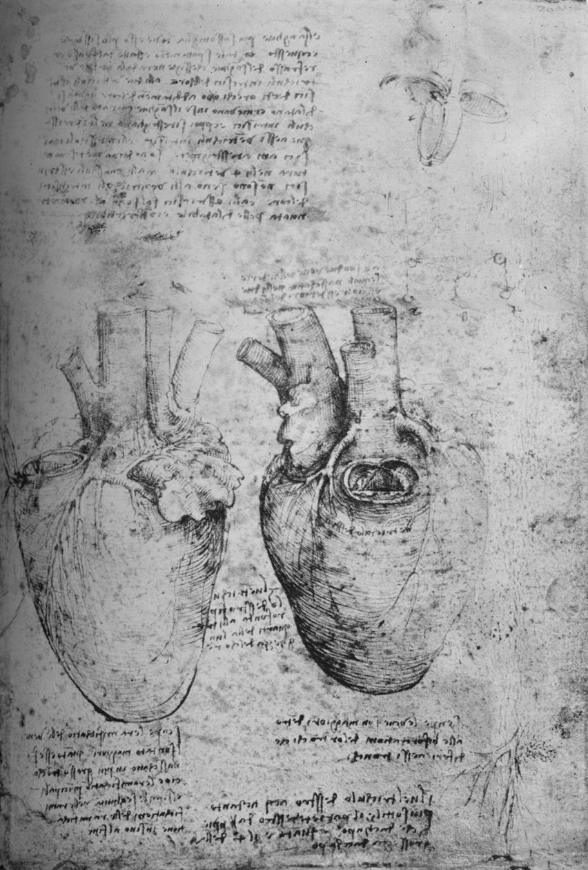 Dwa rysunki serca, ok. 1480 1945 autorstwa Leonardo da Vinci