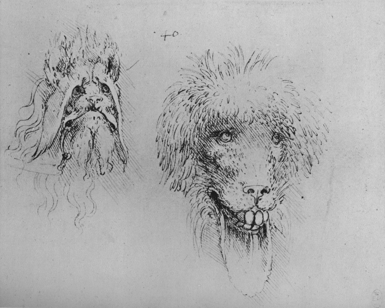 Dwie głowy potworów, ok. 1480 1945 autorstwa Leonardo da Vinci