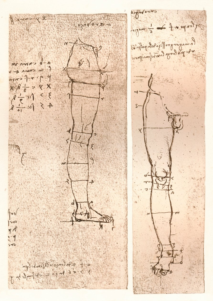 Dwa rysunki ilustrujące teorię proporcji postaci ludzkiej, c1472-c1519 1883 autorstwa Leonardo da Vinci