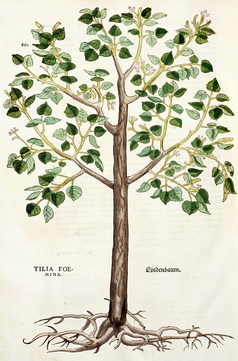 Tilia Lindenbaum, czyli lipa, ilustracja z „Historii rasy” autorstwa Leonhard Fuchs