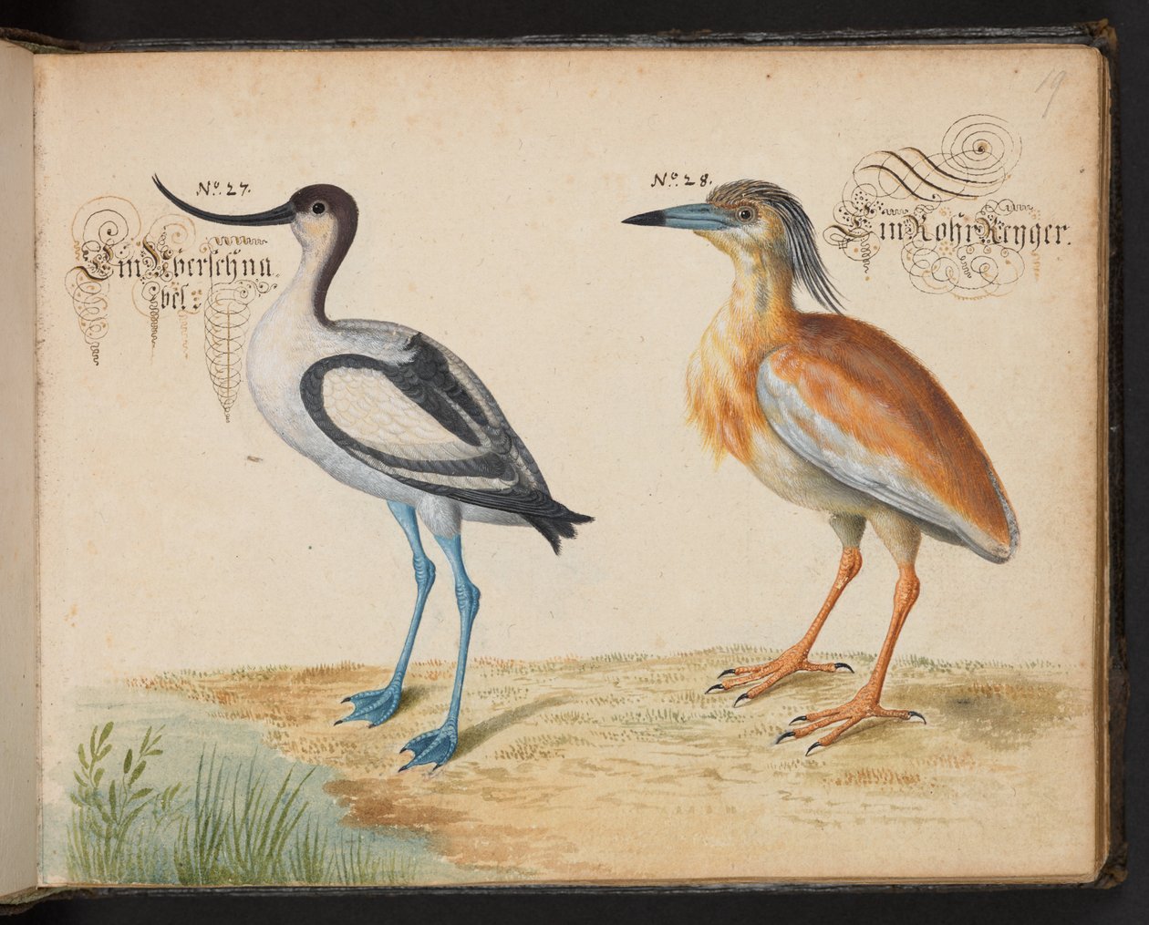Dodaj 6485 f.19 Avocet i Squacco Heron autorstwa Leonhard Baldner