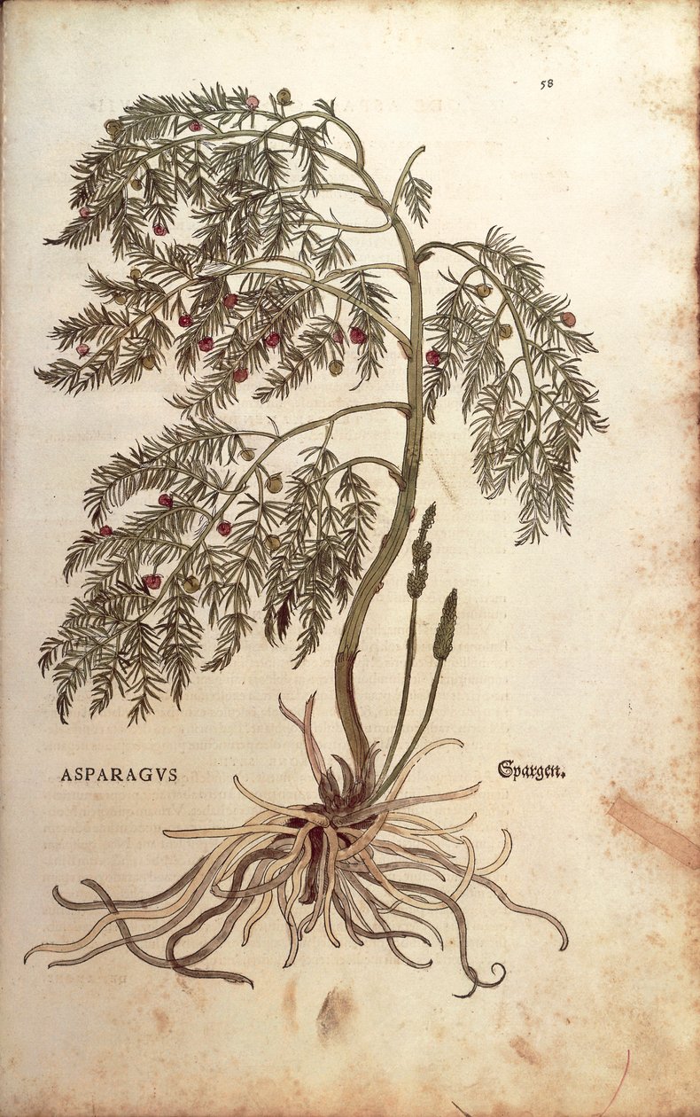 Szparagi (Asparagus officinalis) Leonharta Fuchsa z De historia stirpium commentarii insignes (Wybitne komentarze do historii roślin) barwny grawerunek autorstwa Leonhard Fuchs