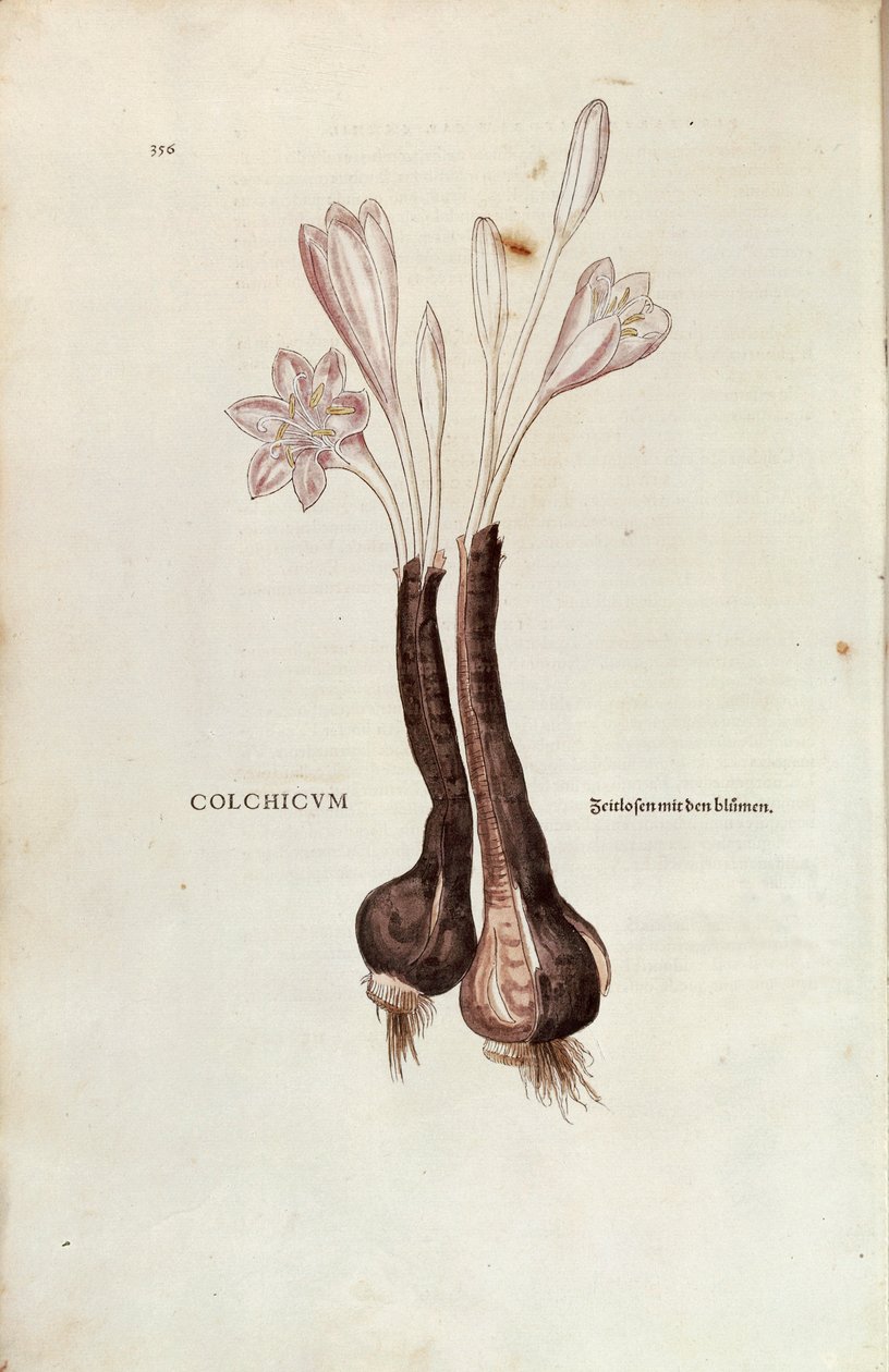 Krokus jesienny (Autumn Colchicum) Leonharta Fuchsa z De historia stirpium commentarii insignes (Niezwykłe komentarze do historii roślin), kolorowy grawer autorstwa Leonhard Fuchs