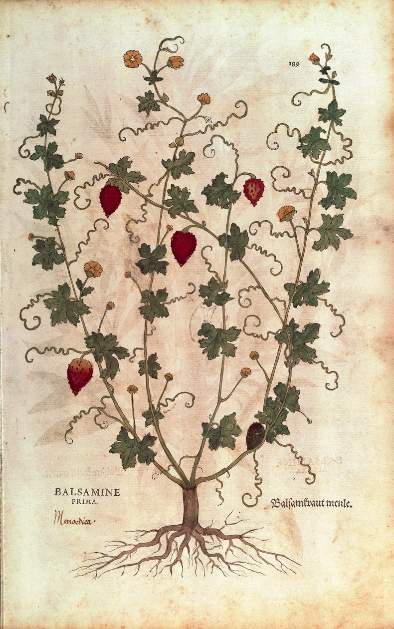 Jabłko balsamiczne (Momordica balsamina) Leonharta Fuchsa z De historia stirpium commentarii insignes (Notable Comments on the History of Plants), grawerowanie barwne autorstwa Leonhard Fuchs