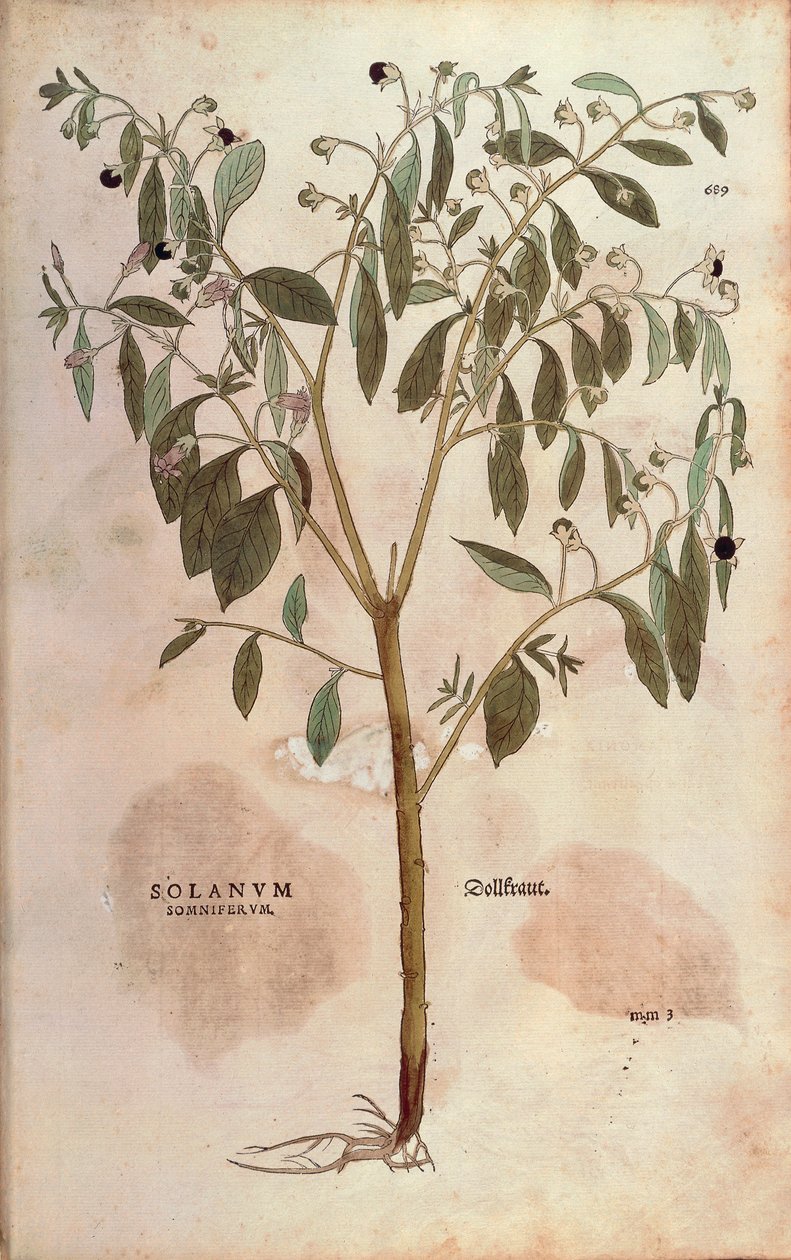 Belladonna - Atropa belladonna (Solanum somniferum) Leonharta Fuchsa z De historia stirpium commentarii insignes (Wybitne komentarze do historii roślin) kolorowy grawerunek autorstwa Leonhard Fuchs