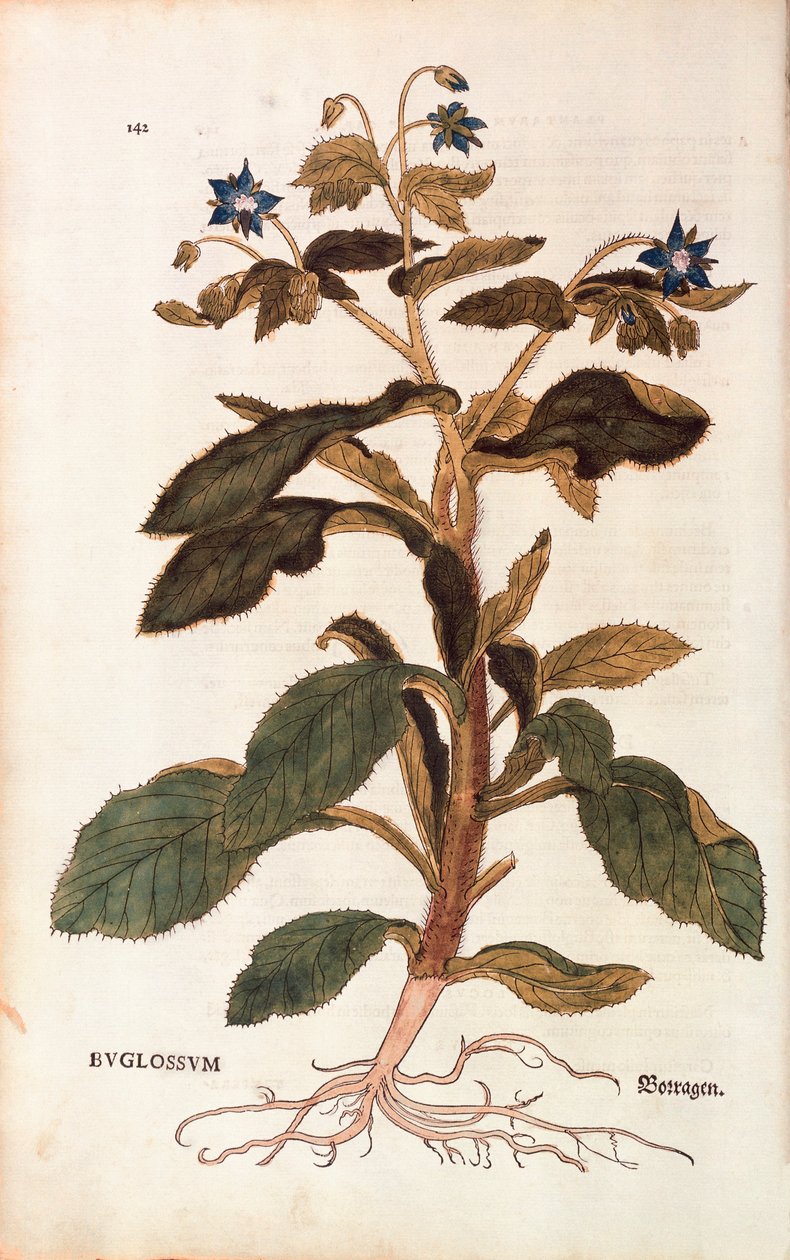 Ogórecznik lekarski - Borago officinalis (Buglossum) autorstwa Leonharta Fuchsa z De historia stirpium commentarii insignes (Wybitne komentarze do historii roślin), kolorowy grawer autorstwa Leonhard Fuchs