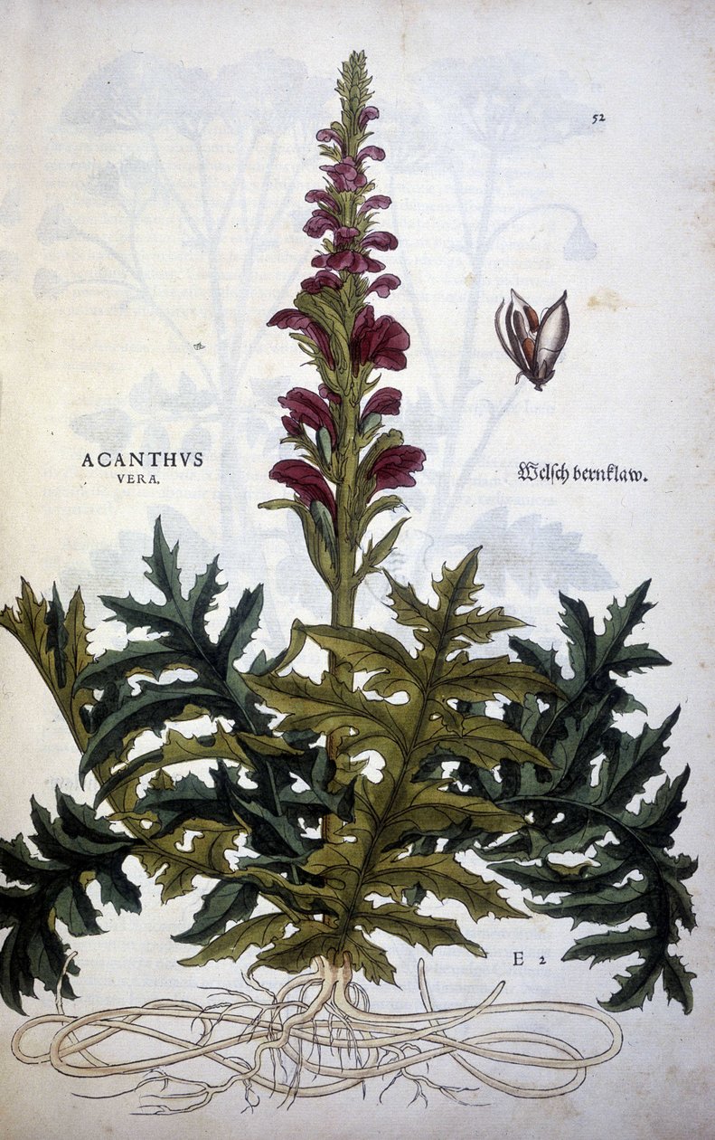 Talerz botaniczny: Acanthus lub Acanthus - w „Historii komentarzy stripium” Leonharta Fuchsa autorstwa Leonhard Fuchs