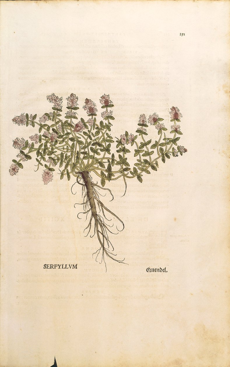 Breckland lub Dziki Tymianek (Thymus serpyllum), kolorowy grawer Leonharta Fuchs autorstwa Leonhard Fuchs
