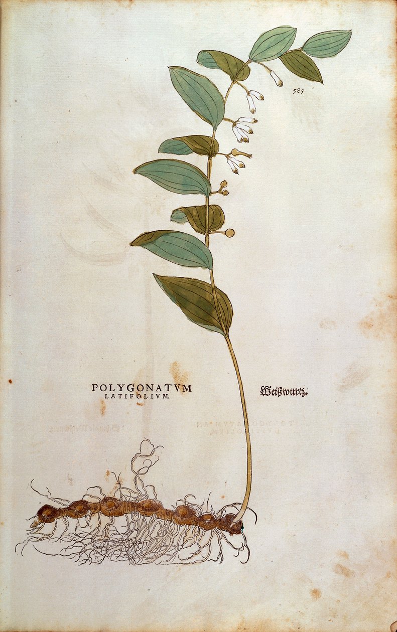 Wielolistna pieczęć Salomona (Polygonatum latifolium) Leonharta Fuchsa z De historia stirpium commentarii insignes (Wybitne komentarze do historii roślin) kolorowa grawerunek autorstwa Leonhard Fuchs
