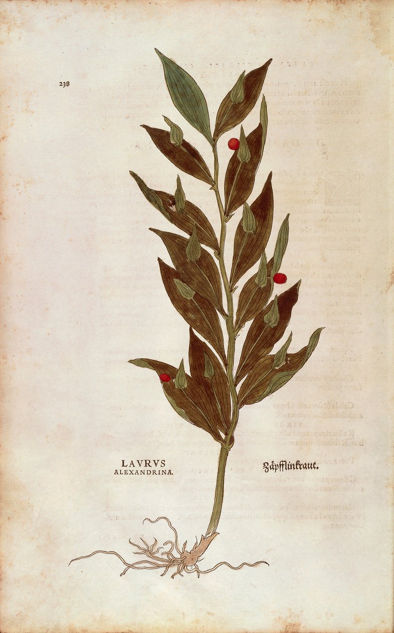 Ruscus aculeatus (Laurus alexandrina) Leonharta Fuchsa z De historia stirpium commentarii insignes (Wybitne komentarze do historii roślin) autorstwa Leonhard Fuchs
