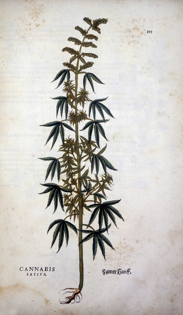 Cannabis Sativa (uprawa konopi) – w „Historii rasizmu” Leonharta Fuchsa autorstwa Leonhard Fuchs