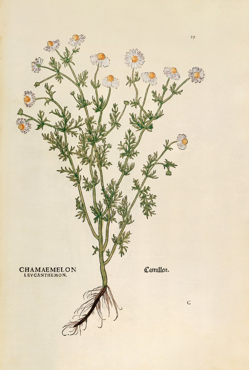 Rumianek - Matricaria chamomilla (Chamaemelum leucanthemum) Leonharta Fuchsa z De historia stirpium commentarii insignes (Wybitne komentarze do historii roślin), kolorowy grawer autorstwa Leonhard Fuchs
