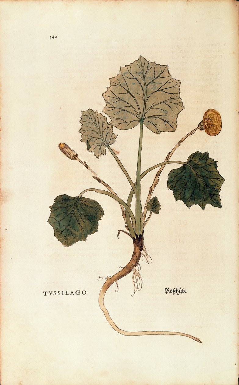 Podbiał (Tussilago farfara) Leonharta Fuchsa z De historia stirpium commentarii insignes (Wybitne komentarze do historii roślin), grawerowanie barwne autorstwa Leonhard Fuchs