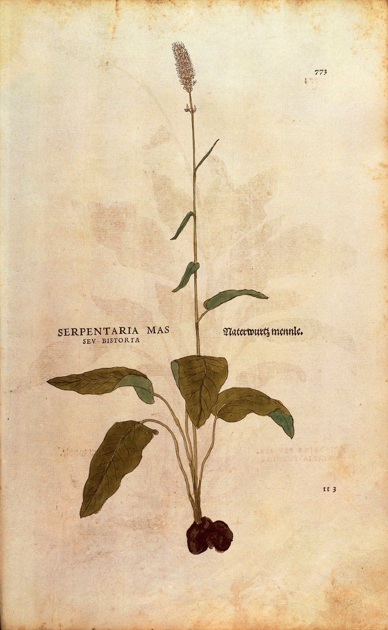 Bistort zwyczajny - Persicaria bistorta lub Bistorta polygonum (Serpentaria mas seu bistorta) autorstwa Leonharta Fuchsa z kolorowego grawerunku De historia stirpium commentarii insignes (Wybitne komentarze do historii roślin) autorstwa Leonhard Fuchs