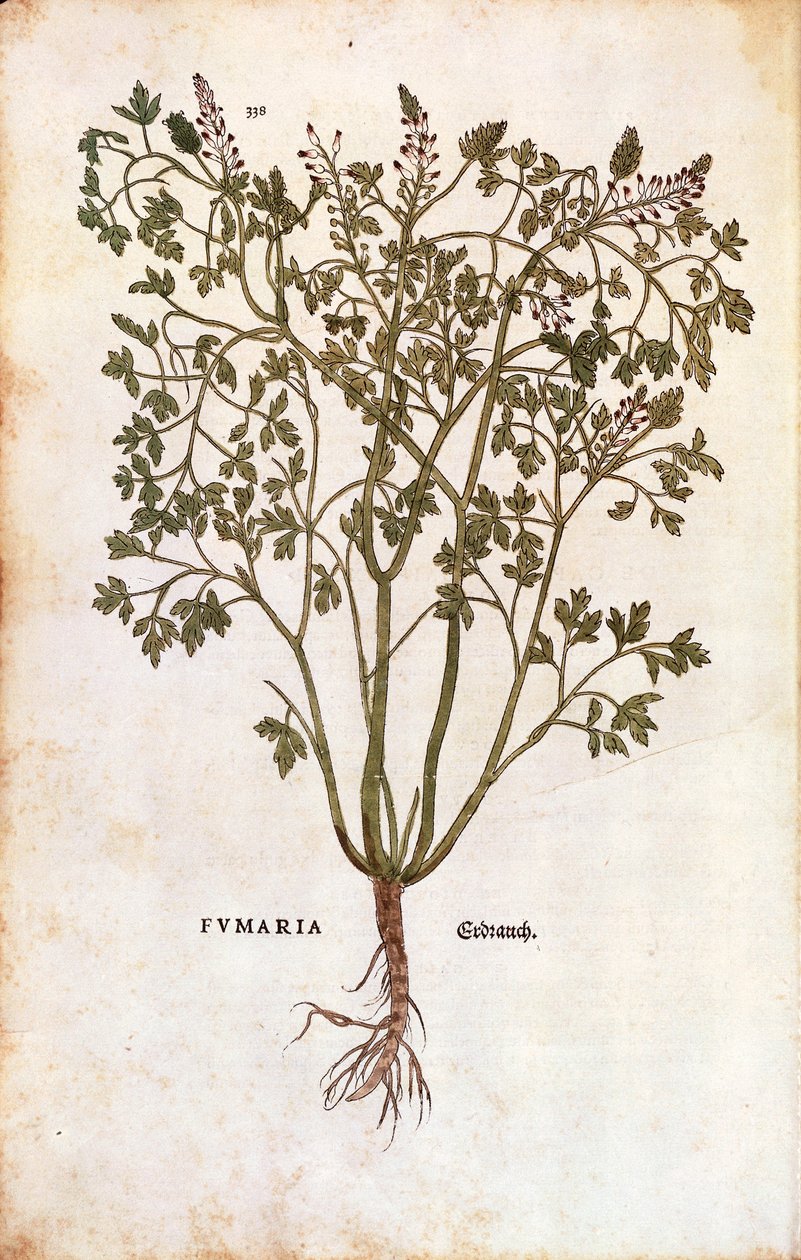 Wspólne Fumitory (Fumaria officinalis) autorstwa Leonhard Fuchs