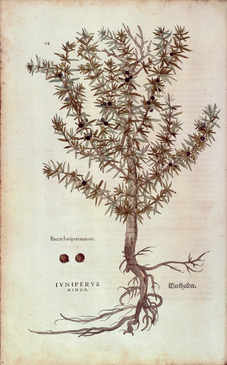 Jałowiec pospolity - Juniperus communis (Juniperus minor) autorstwa Leonharta Fuchsa z De historia stirpium commentarii insignes (Wybitne komentarze do historii roślin) barwny grawerunek autorstwa Leonhard Fuchs