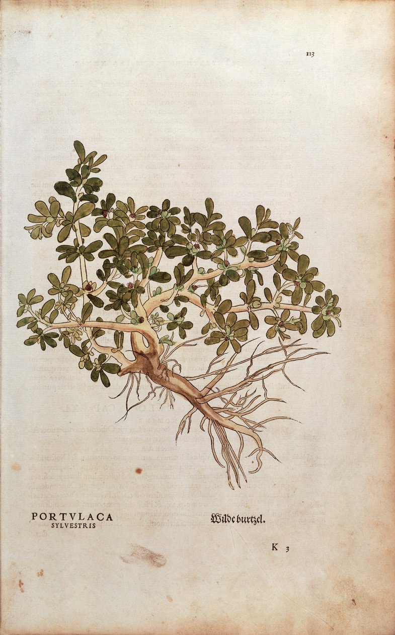 Portulaka zwyczajna lub Pigweed - Portulaca oleracea (Portulaca sylvestris) Leonharta Fuchsa z De historia stirpium commentarii insignes (Wybitne komentarze do historii roślin), grawerowanie barwne autorstwa Leonhard Fuchs