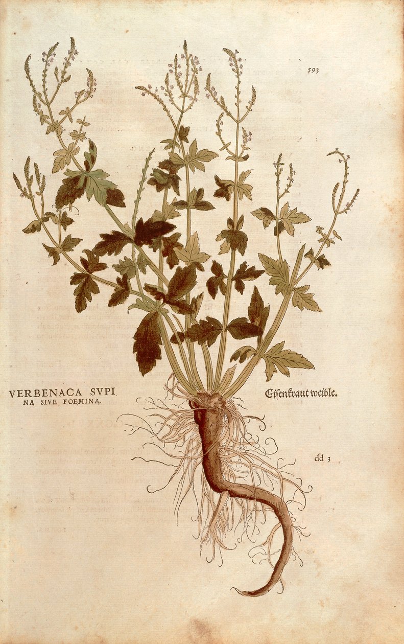 Wspólna werbena lub werbena - Verbena officinalis (Verbenaca supina sive femina) autorstwa Leonharta Fuchsa z De historia stirpium commentarii insignes (Wybitne komentarze do historii roślin) kolorowe grawerowanie autorstwa Leonhard Fuchs