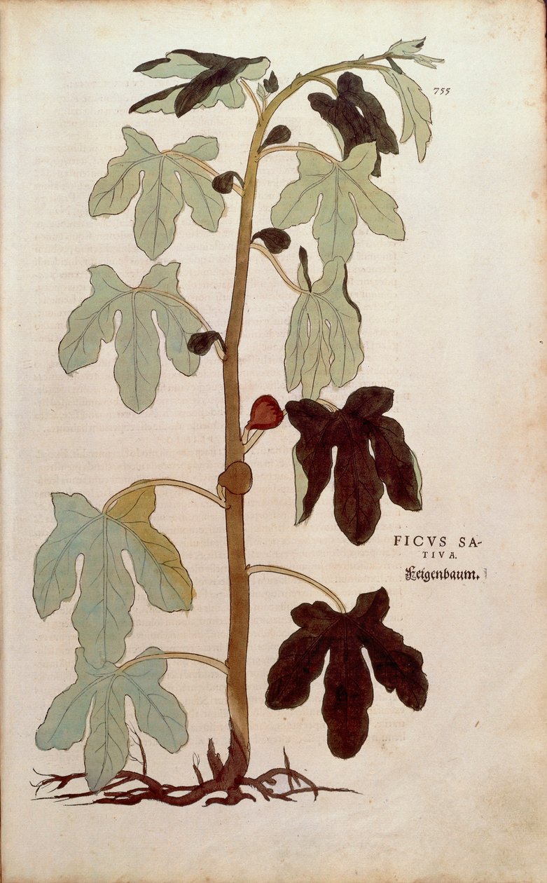 Figa pospolita - Ficus carica (Ficus sativa) autorstwa Leonharta Fuchsa z De historia stirpium commentarii insignes (Wybitne komentarze do historii roślin), grawerowana kolorowa autorstwa Leonhard Fuchs