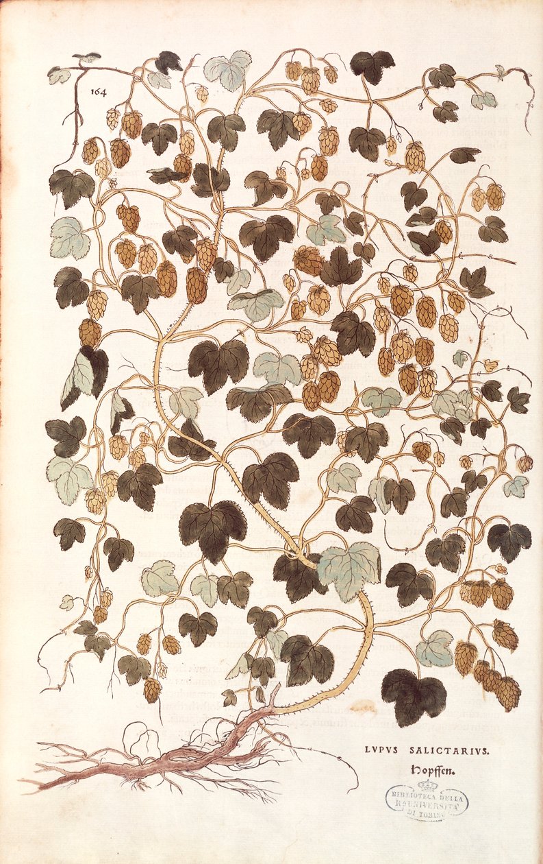 Chmiel pospolity - Humulus lupulus (Lupus salictarius) Leonharta Fuchsa z De historia stirpium commentarii insignes (Wybitne komentarze do historii roślin) barwiony grawerunek autorstwa Leonhard Fuchs
