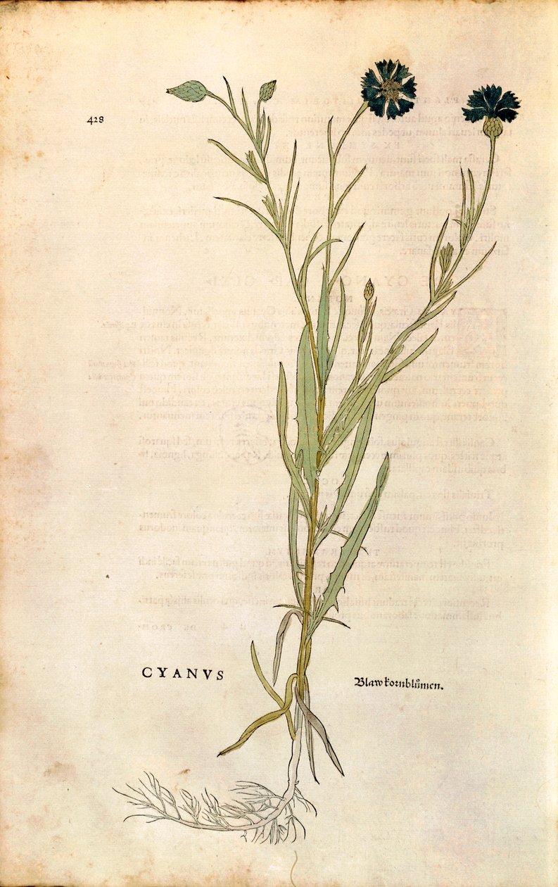 Chaber bławatek (Centaurea cyanus) Leonharta Fuchsa z De historia stirpium commentarii insignes (Wybitne komentarze do historii roślin), grawerowanie barwne autorstwa Leonhard Fuchs
