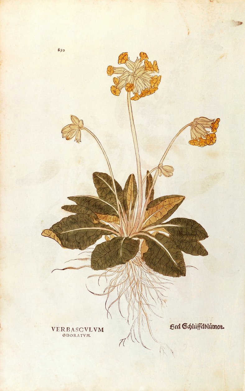 Cowslip - Primula veris officinalis (Verbasculum odoratum) Leonharta Fuchsa z De historia stirpium commentarii insignes (Wybitne komentarze do historii roślin), grawerowanie barwne autorstwa Leonhard Fuchs