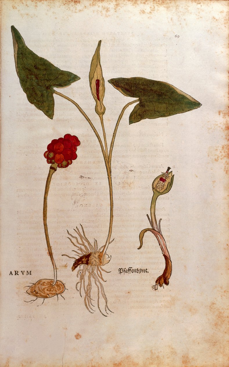 Kukułka kukułkowa lub włoskie Lords-and-Ladies - Arum italicum (Arum) Leonharta Fuchsa z De historia stirpium commentarii insignes (Notable Comments on the History of Plants), kolorowy grawer autorstwa Leonhard Fuchs