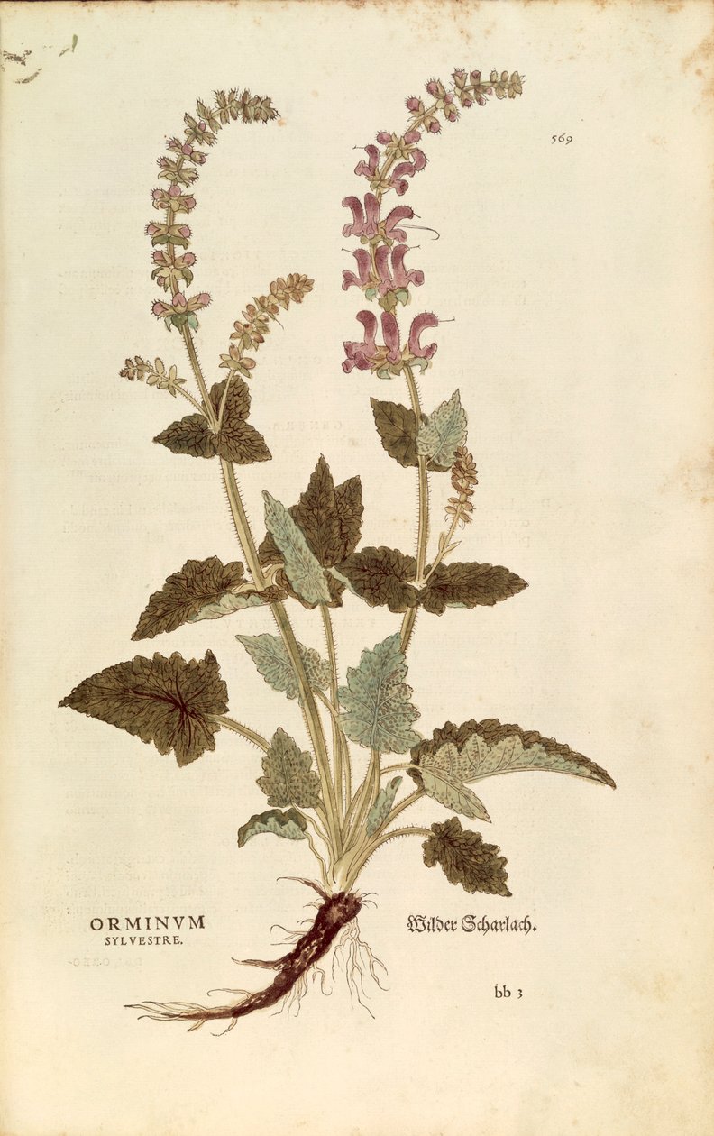 Dragonmouth (Horminum lub Orminum sylvestre) Leonharta Fuchsa z De historia stirpium commentarii insignes (Wybitne komentarze do historii roślin), kolorowy grawer autorstwa Leonhard Fuchs
