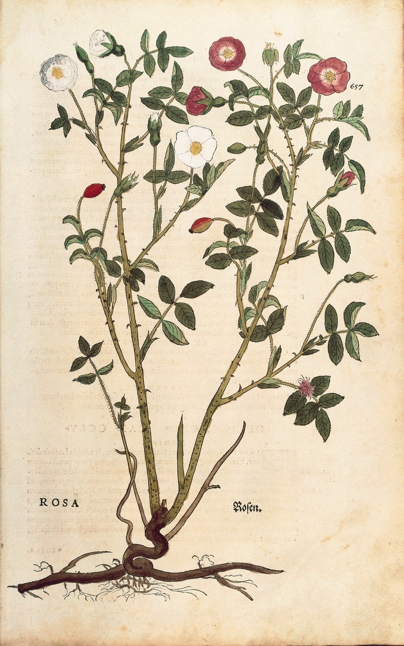 Róża zimozielona (Rosa sempervirens) Leonharta Fuchsa z De historia stirpium commentarii insignes (Wybitne komentarze do historii roślin), grawerowana kolorowo autorstwa Leonhard Fuchs