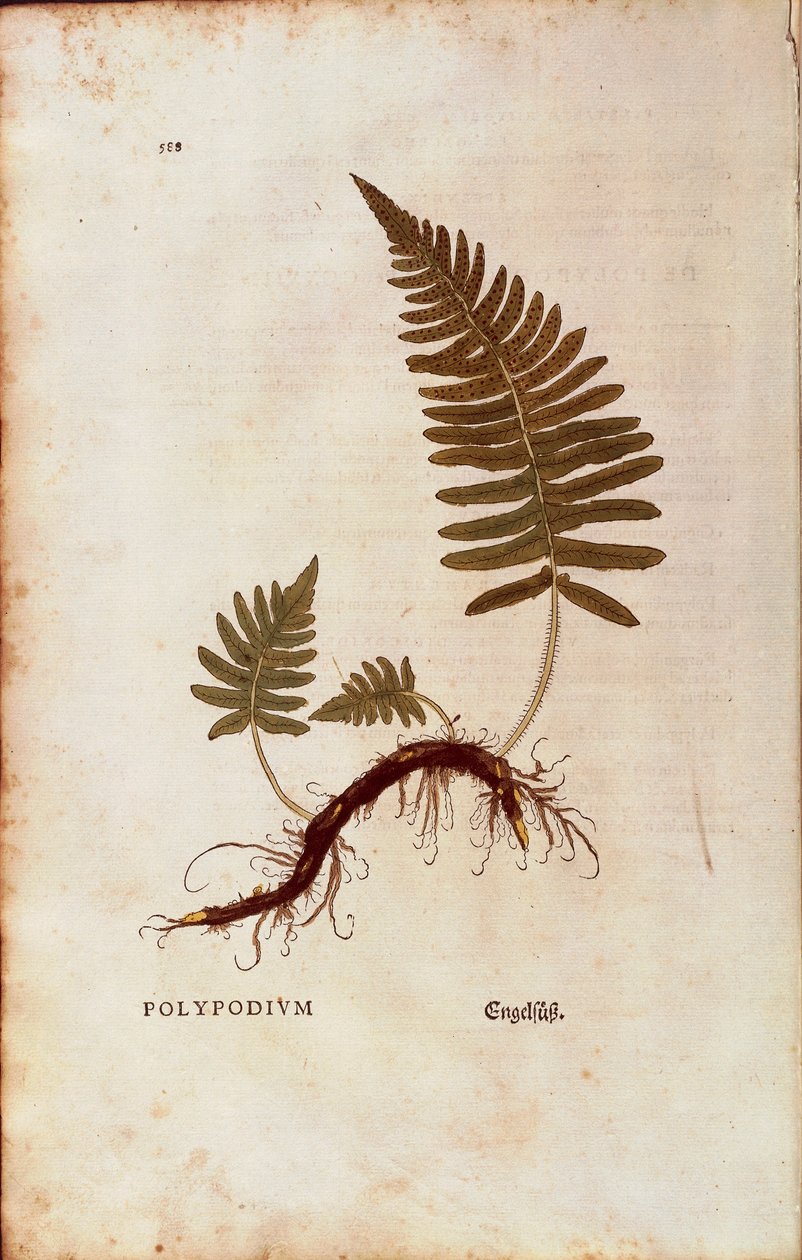 Paproć, paprotka zwyczajna (Polypodium vulgare) Leonharta Fuchsa z De historia stirpium commentarii insignes (Wybitne komentarze do historii roślin) barwny grawerunek autorstwa Leonhard Fuchs