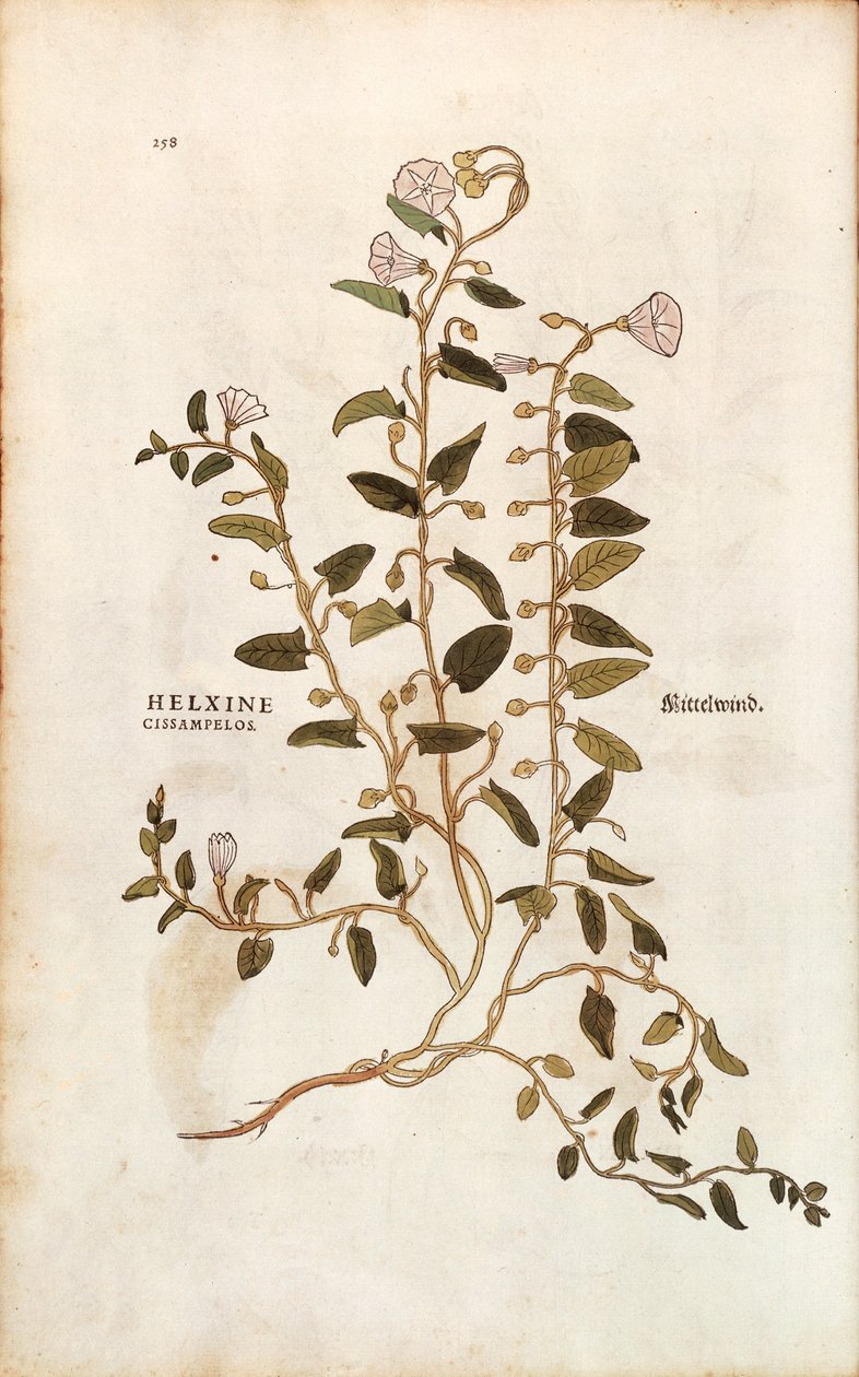 Powój polny - Convolvulus arvensis (Helxine cissampelos) autorstwa Leonharta Fuchsa z De historia stirpium commentarii insignes (Wybitne komentarze do historii roślin) barwny grawerunek autorstwa Leonhard Fuchs