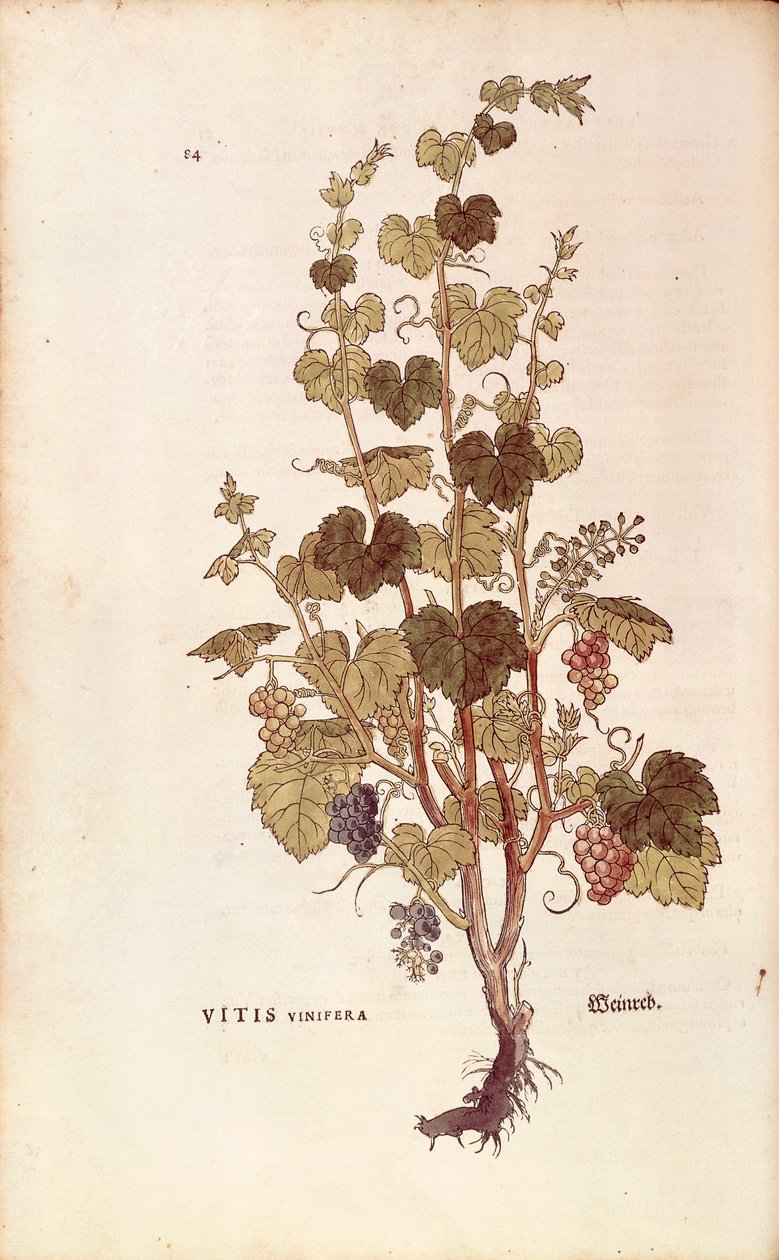 Winorośl (Vitis vinifera) Leonharta Fuchsa z De historia stirpium commentarii insignes (Wybitne komentarze do historii roślin), grawerowanie barwne autorstwa Leonhard Fuchs
