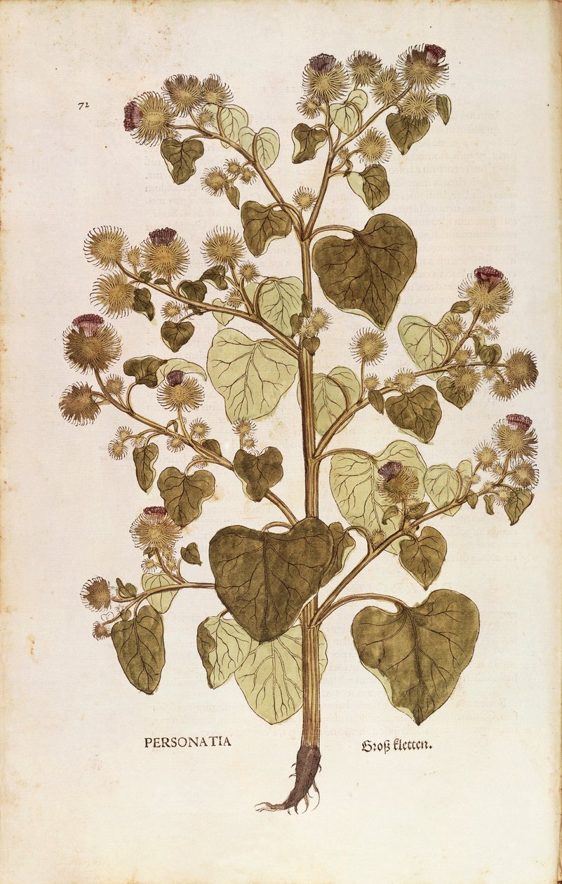 Łopian większy - Arctium lappa (Personatia) Leonharta Fuchsa z De historia stirpium commentarii insignes (Wybitne komentarze do historii roślin), kolorowy grawer autorstwa Leonhard Fuchs