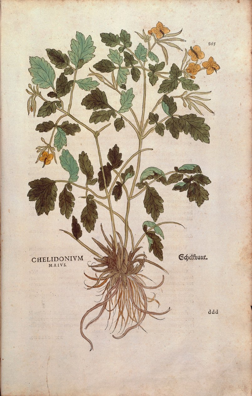 Glistnik większy ( Chelidonium majus ) Leonharta Fuchsa z De historia stirpium commentarii insignes ( Wybitne komentarze do historii roślin ) barwne grawerowanie autorstwa Leonhard Fuchs