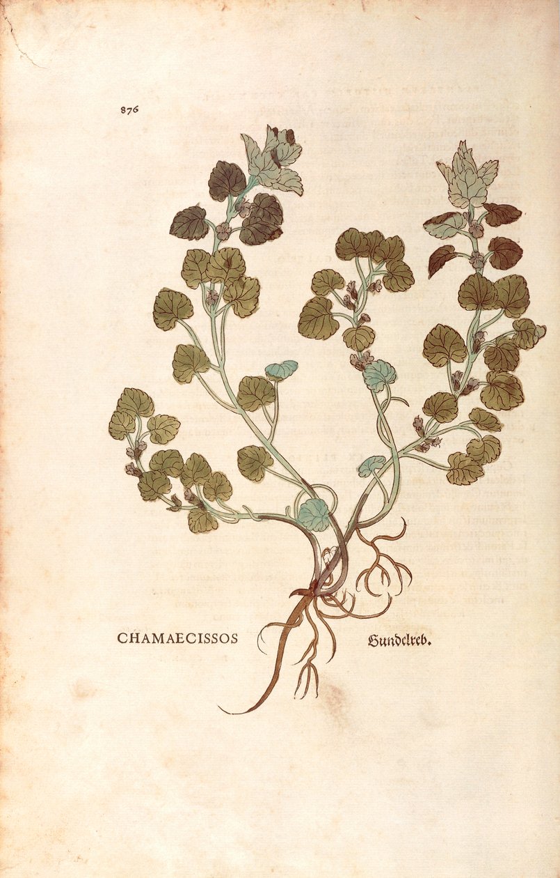 Żywiec ziemny - Glechoma hederacea (Chamaecissos) Leonharta Fuchsa z De historia stirpium commentarii insignes (Godne uwagi komentarze do historii roślin), rycina kolorowana autorstwa Leonhard Fuchs
