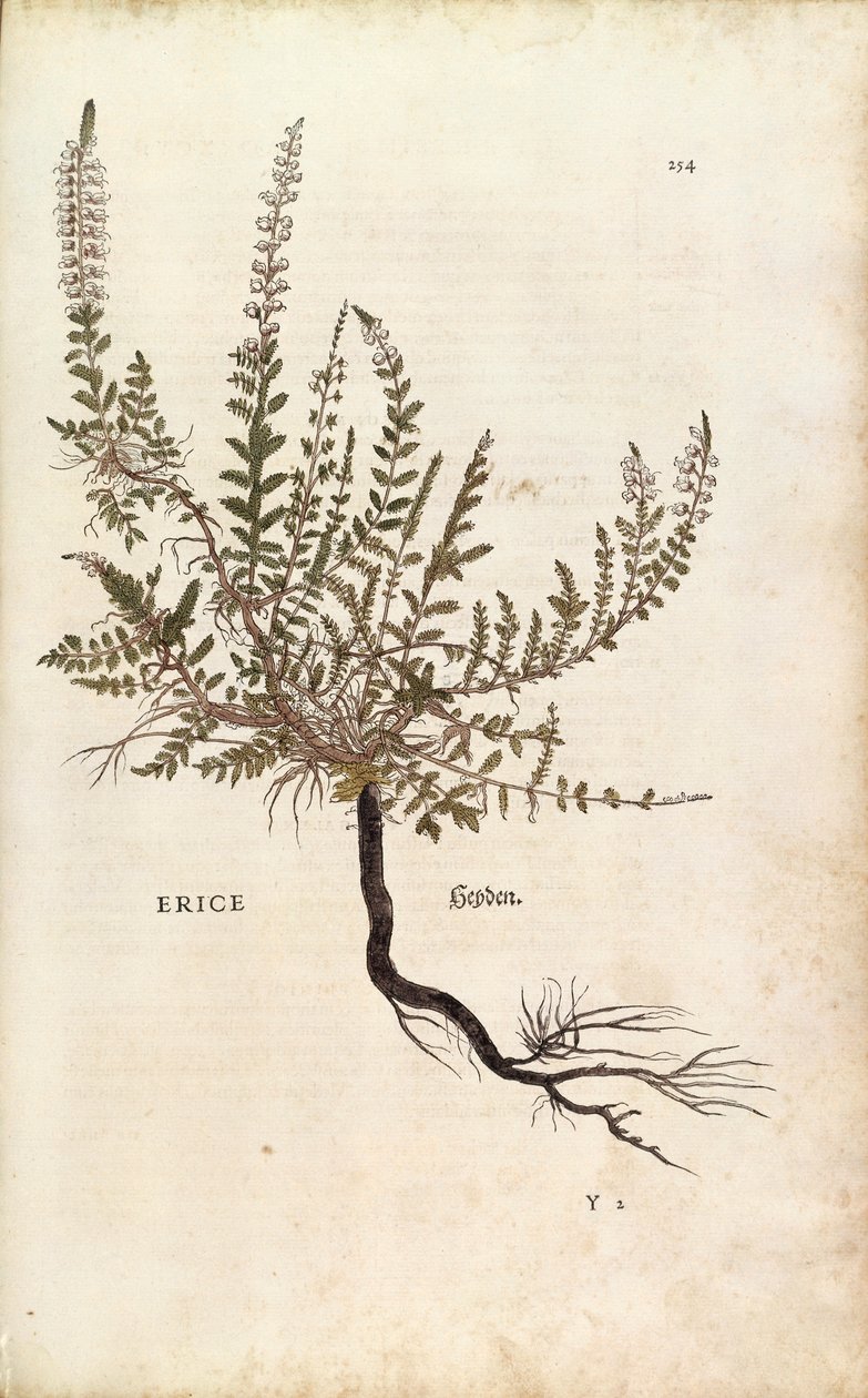 Heather - Calluna vulgaris (Erice) Leonharta Fuchsa z De historia stirpium commentarii insignes (Wybitne komentarze do historii roślin), kolorowy grawer autorstwa Leonhard Fuchs